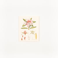 Small botanic gift card made in Christchurch, New Zealand, six designs