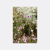 Card by photographer Charlotte Clements of Christchurch, New Zealand