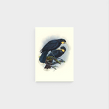 Card by Te Papa of Pōneke, Aotearoa