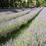 Pure lavender oil made in Central Otago, Aotearoa