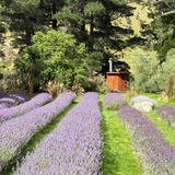 Pure lavender oil made in Central Otago, Aotearoa