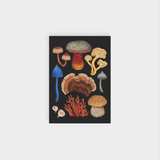 Card by Te Papa of Pōneke, Aotearoa
