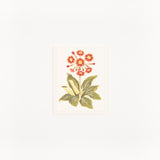 Small botanic gift card made in Christchurch, New Zealand, six designs