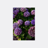 Card by photographer Charlotte Clements of Christchurch, New Zealand
