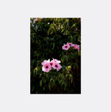 Card by photographer Charlotte Clements of Christchurch, New Zealand