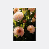 Card by photographer Charlotte Clements of Christchurch, New Zealand