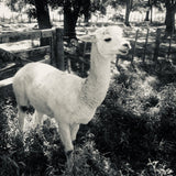 Search no more, this is the cutest alpaca ever.